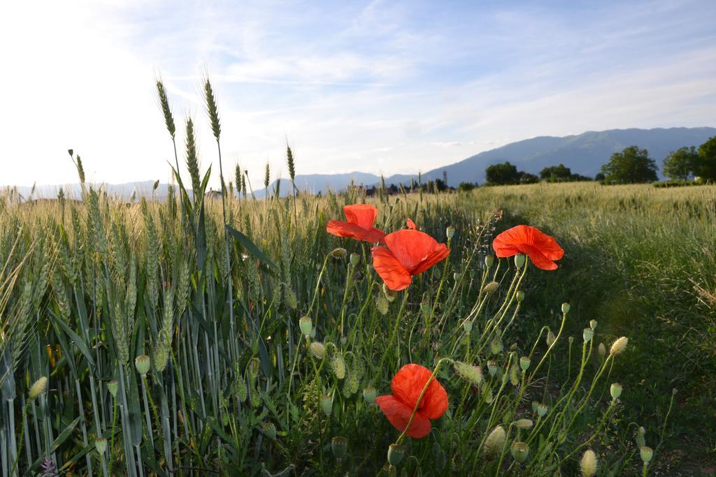 Bed And Breakfast Villa Novella Crocetta del Montello Экстерьер фото